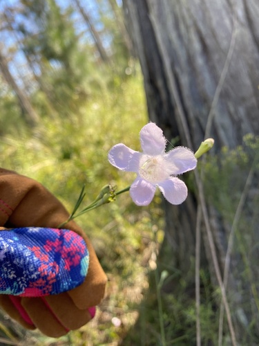 Flaxleaf False Foxglove