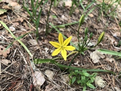 Triteleia ixioides ixioides