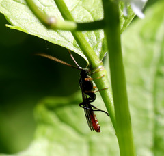 Crypteffigies lanius