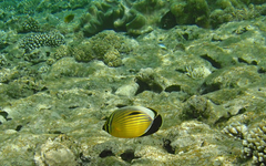 Chaetodon austriacus