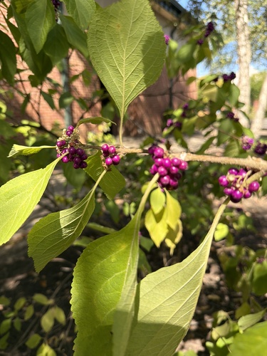 American beautyberry