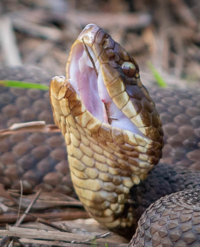 Cottonmouth