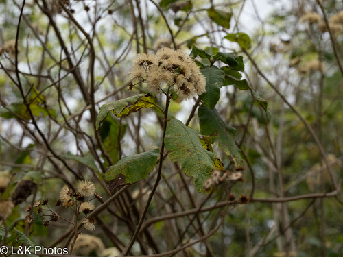 Vernonia colorata, 2026-09-17
