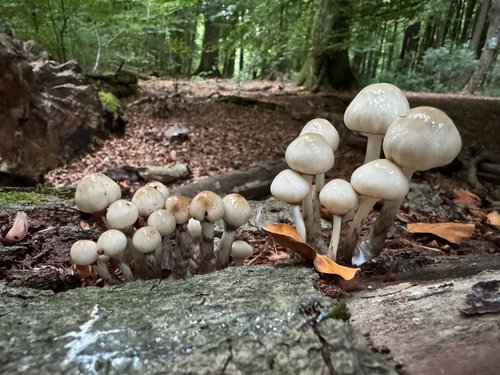 porcelain mushroom