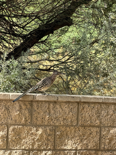 Greater Roadrunner