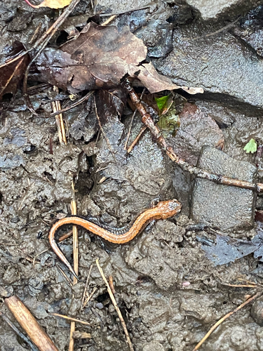 Eastern Red-backed Salamander