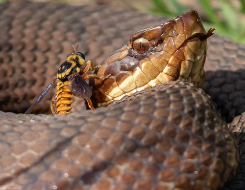 Northern Cottonmouth photographed in Louisiana