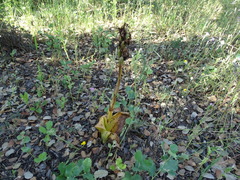 Himantoglossum robertianum