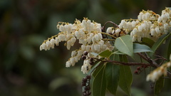 Pieris formosa