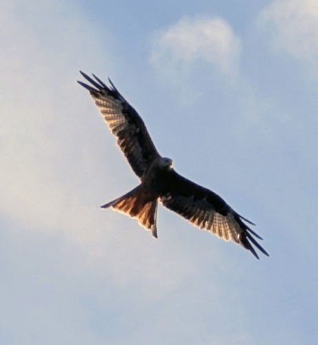 Red Kite