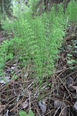 Equisetum pratense image