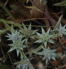 Eryngium armatum
