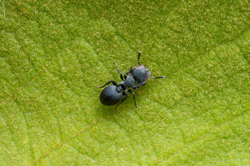 Cephalotes pusillus