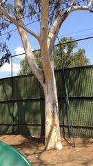 Eucalyptus