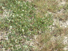Atriplex verrucifera