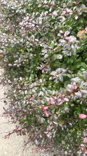Japanese barberry