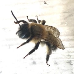 Andrena scotica