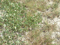 Atriplex verrucifera