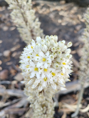 Numidian Squill