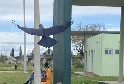 House Crow