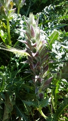 Acanthus syriacus