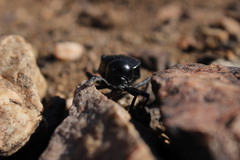 Moluris gibba