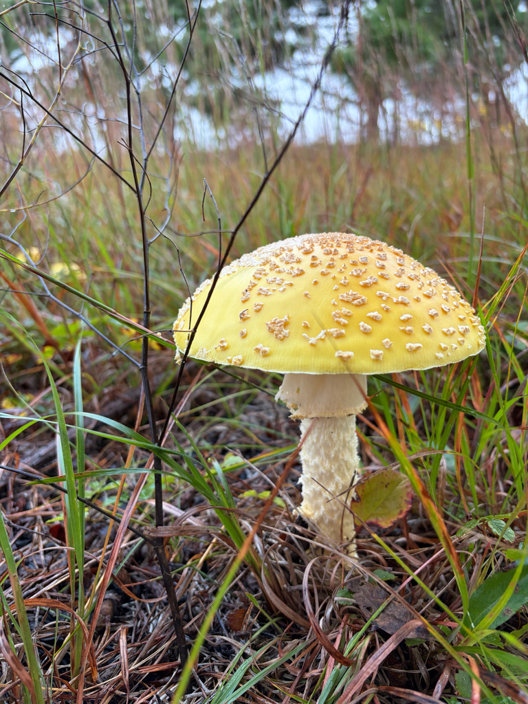 American Yellow Fly Agaric · September 2026 · photo: Photo: (c) Jake McCumber, some rights reserved (CC BY) · iNaturalist