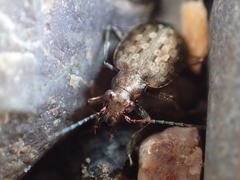 Opisthius richardsoni