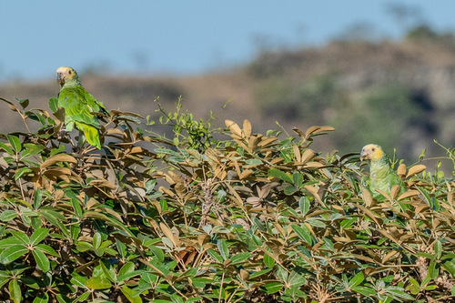 Yellow-faced Parrot