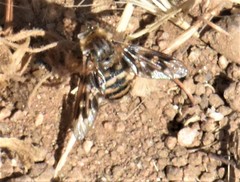 Thyridanthrax nugator