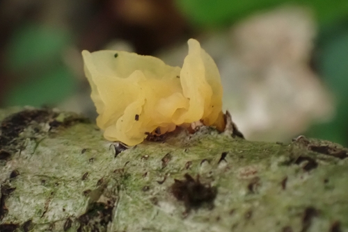 witch's butter