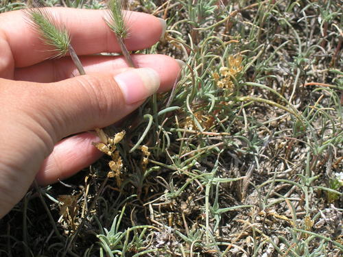 Hordeum marinum iNat (2)