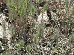 Hordeum geniculatum