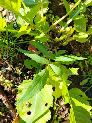 Sium latifolium observed 2026-09-30