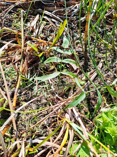 Sium latifolium observed 2026-09-30