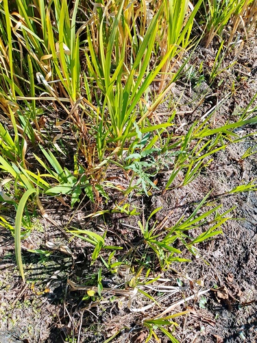 Sium latifolium observed 2026-09-30