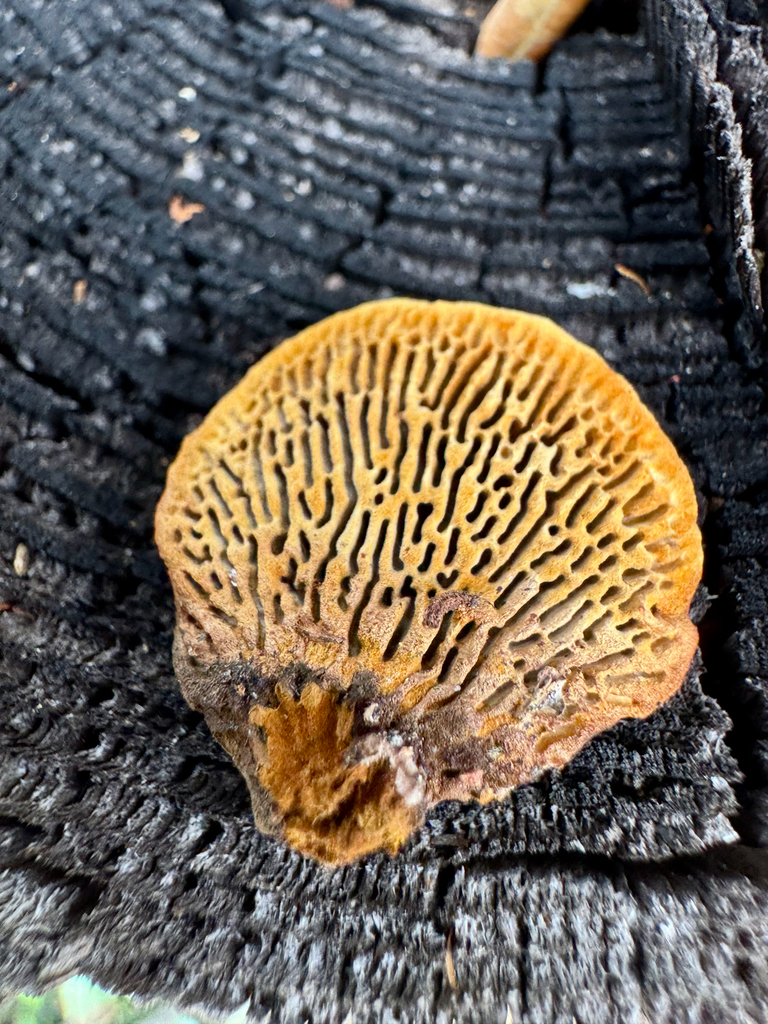 Conifer Mazegill