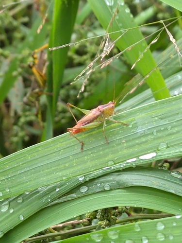 Short-winged Meadow Katydid