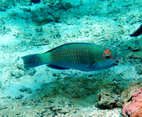 Chlorurus frontalis observed 2026-09-29
