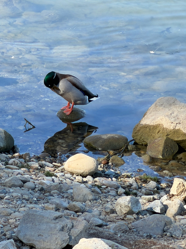 Mallard