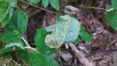 Puccinia aegopodii