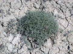 Petrosimonia brachiata