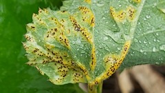 Puccinia aegopodii