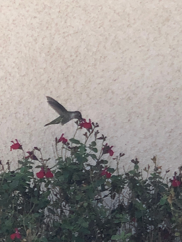 Anna's Hummingbird