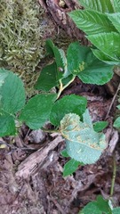 Puccinia aegopodii