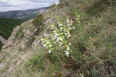 Salvia scabiosifolia