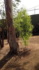 Eucalyptus