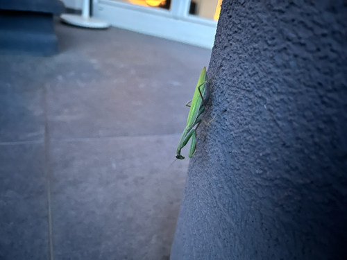 European Mantis