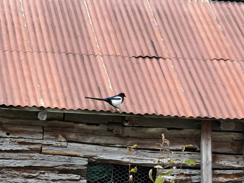 Eurasian Magpie