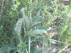 Cirsium arvense vestitum